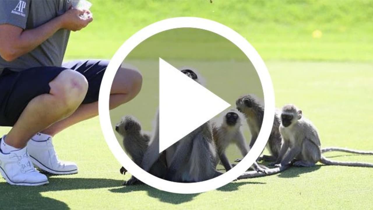Auf dem Golfplatz geht es häufig tierisch ab - so auch bei der Nedbank Golf Challenge im wilden Südafrika. (Foto: Getty)