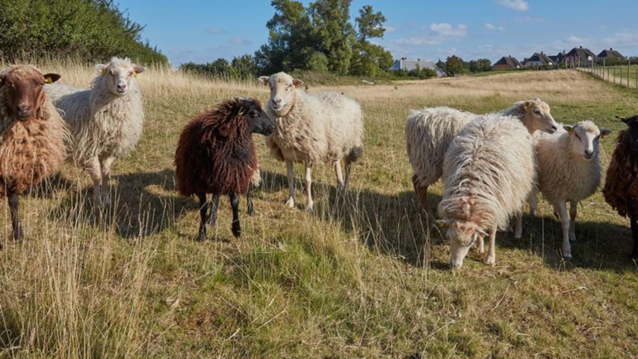 Diese seltene Schafrasse lebt an der Ostsee und bezeugt, dass Golfplätze durchaus zum Tier- und Naturschutz beitragen. (Foto: Ostsee Golf Resort Wittenbeck)