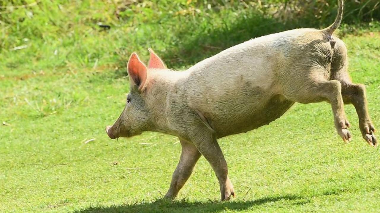 Rennschwein Rudi Rüssel büxte in Hessen aus und unterbrach ein Golfturnier. (Foto: Getty)
