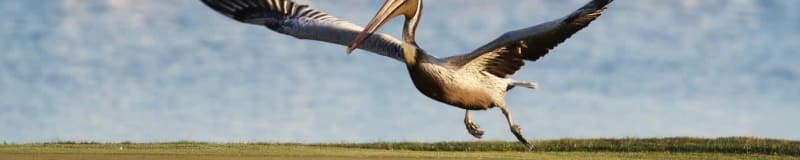 Pelican Women's Championship presented by DEX Imaging