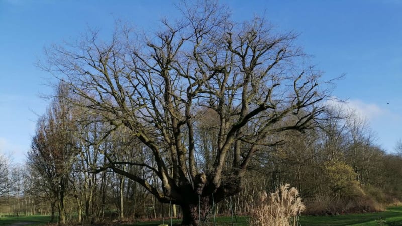 Sind schöne Bäume Golfers Freu...