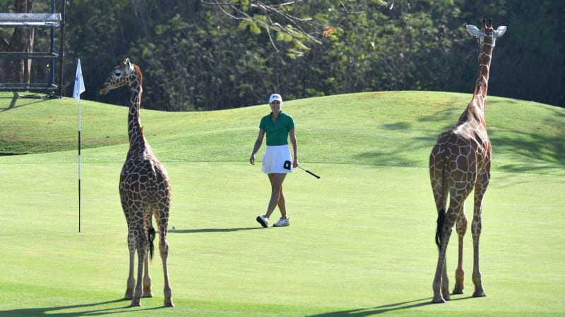 Hakuna Matata - Die LET auf Sa...