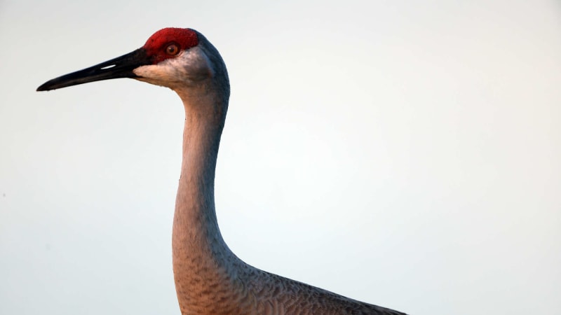 Golf, Alligatoren und Vögel