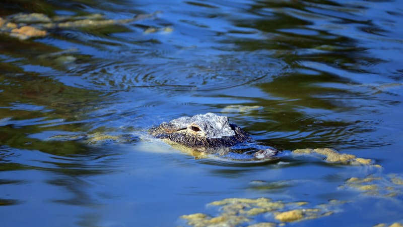 "Happy Gilmore" Feeling am Mov...