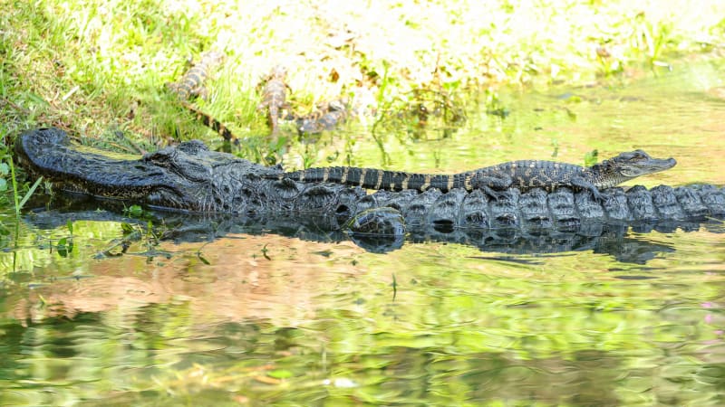 Golf und Alligatoren bei der R...