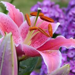 Fabius c. J.  Limoan