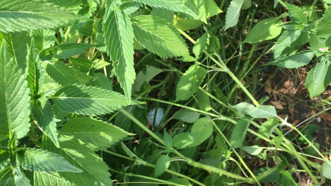 GC München Eichenried