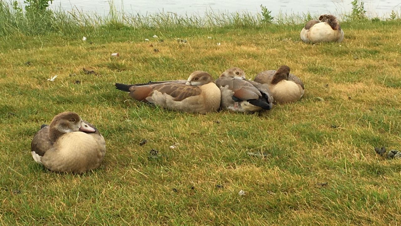 GolfCity Köln Pulheim