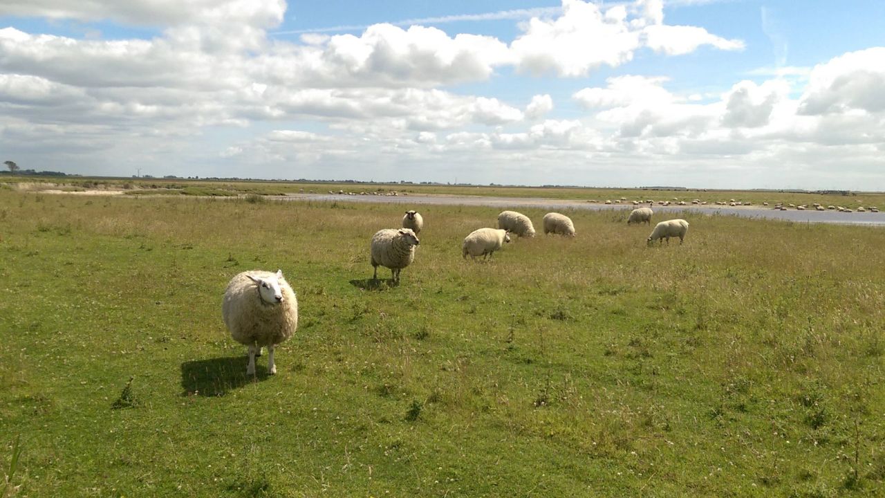 GC Büsum Dithmarschen