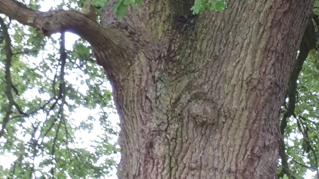 Achimer Golfclub e.V.