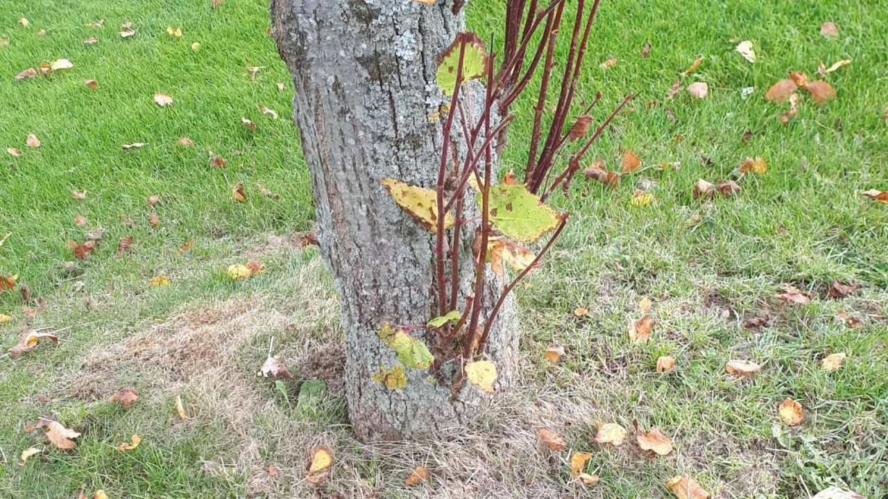 GC Donauwörth Gut Lederstatt