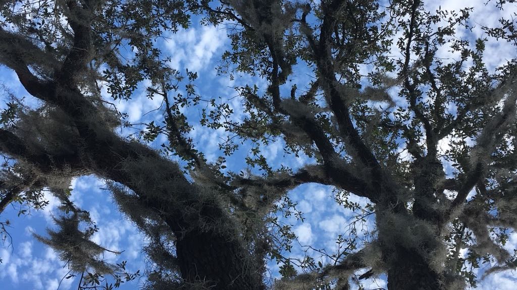 Walt Disney World Resort Golf