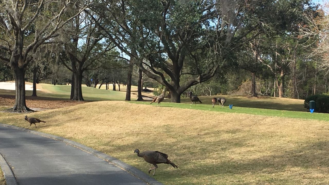 Walt Disney World Resort Golf