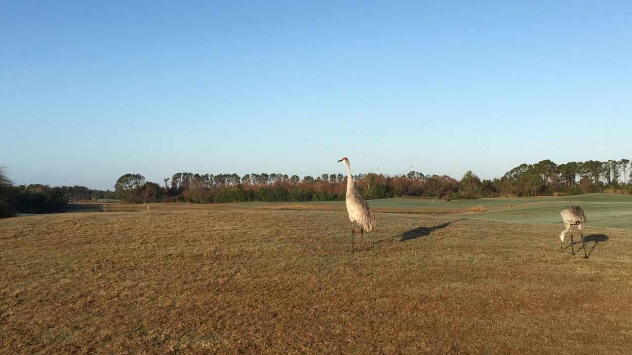 Royal St. Cloud Golf Links