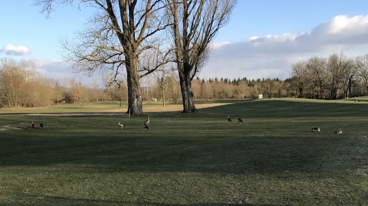 GC Mannheim Viernheim