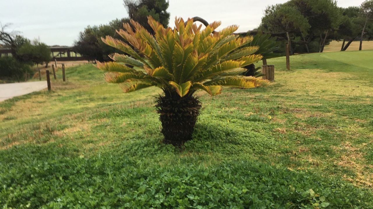 Campo de Golf Parador El Saler
