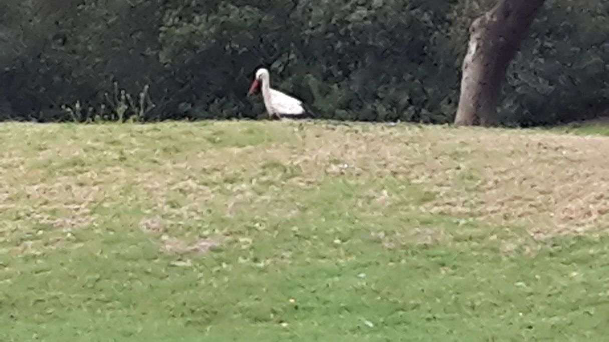 Montenmedio Golf & Country Club