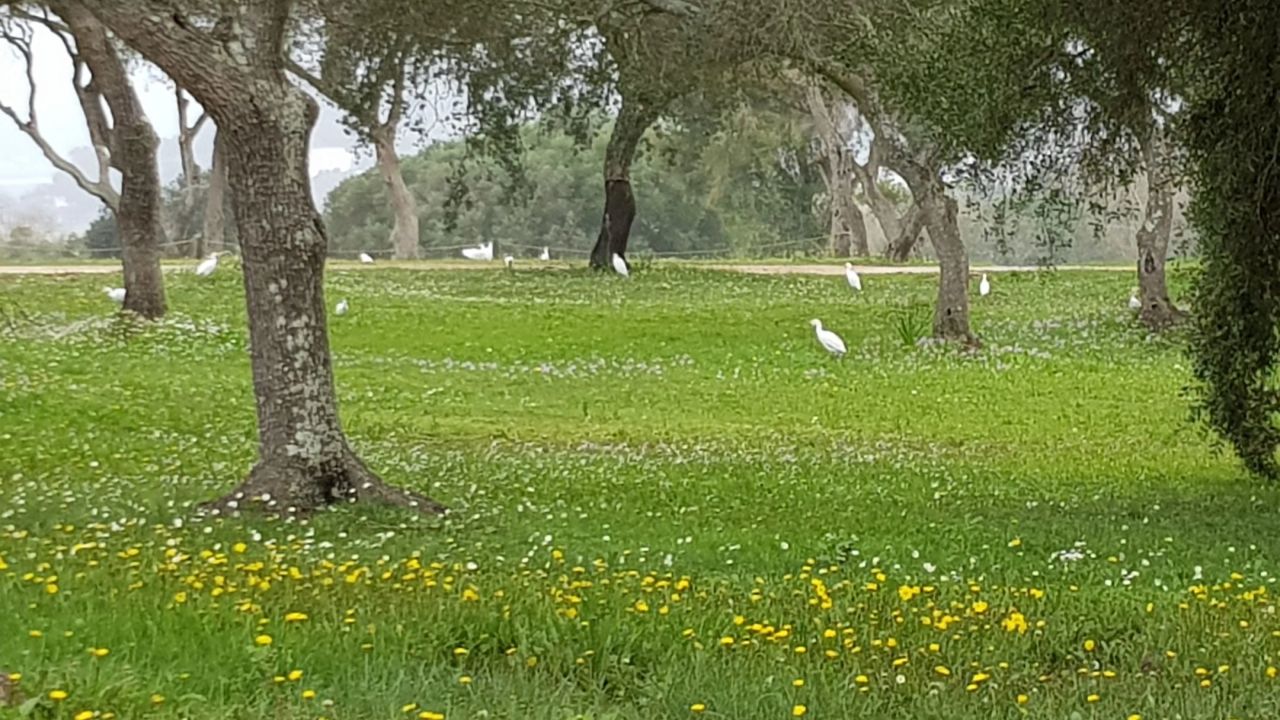 Montenmedio Golf & Country Club