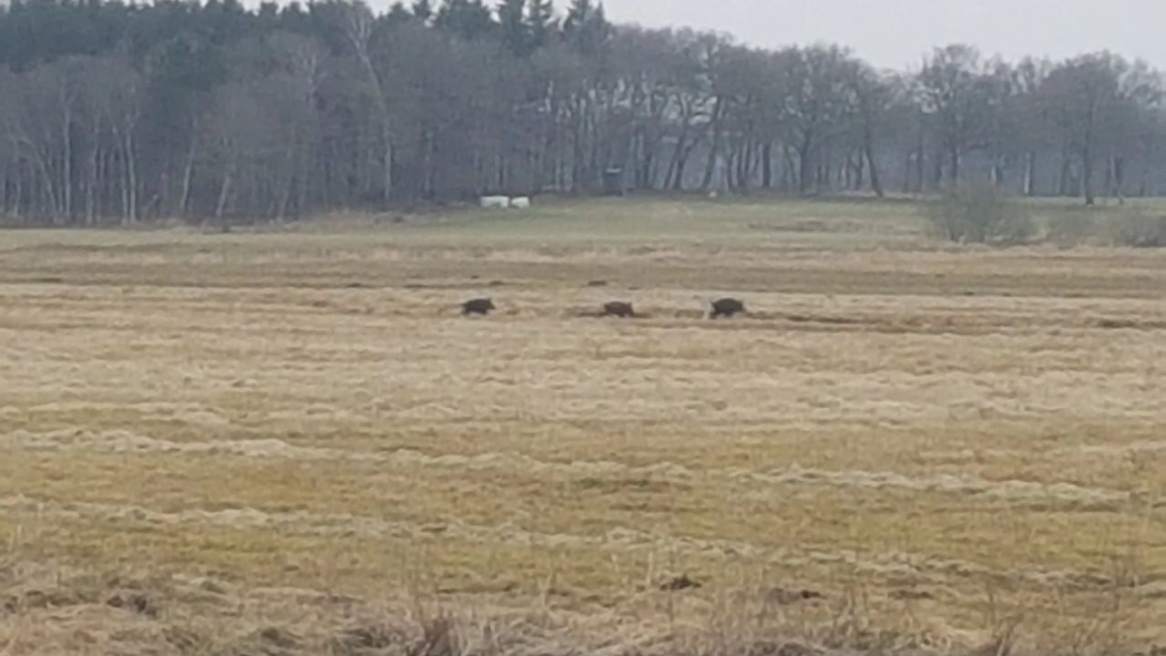 Golf Gut Hainmühlen