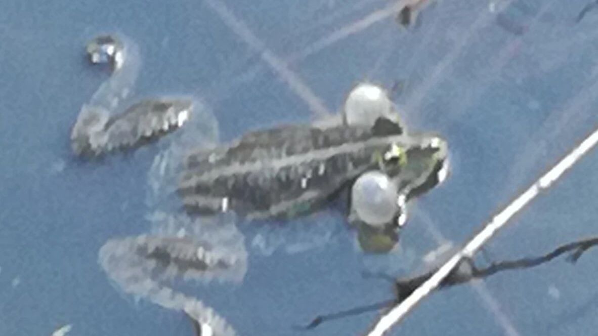 GolfRange Wien-Tuttendörfl