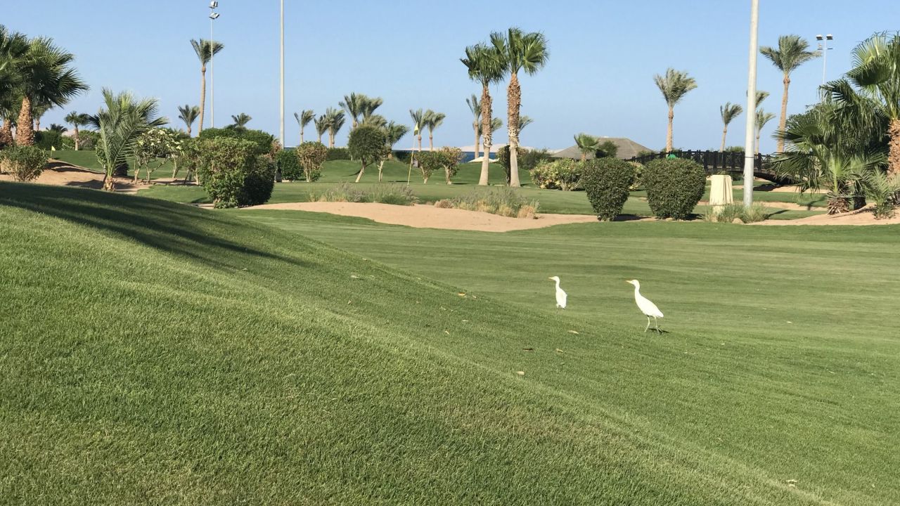 Steigenberger Al Dau Golf Course