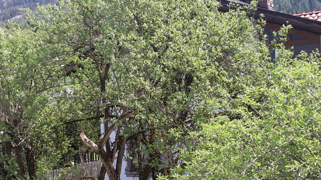 Golfclub Zugspitze-Tirol Ehrwald-Lermoos