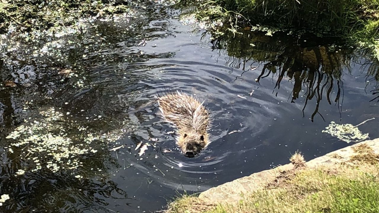 Castanea Resort Adendorf