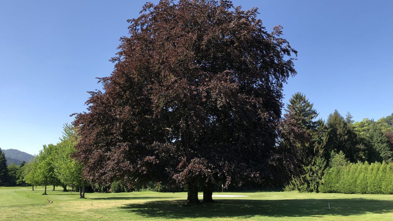 GC Gütermann Gutach