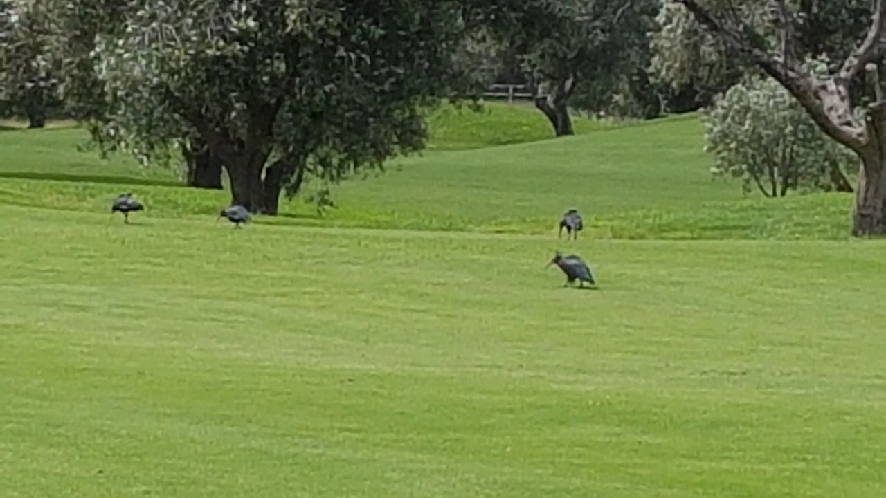 Argentario Golf Club