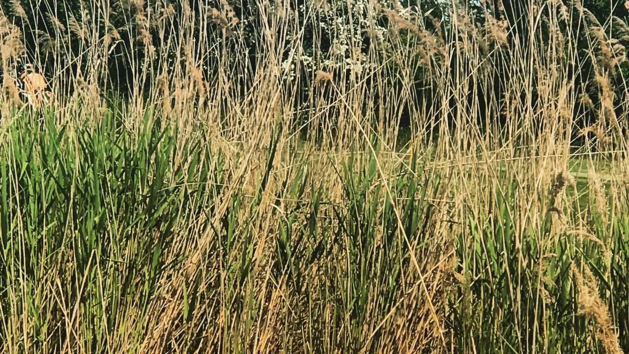 GC Worms Golfanlage Hamm