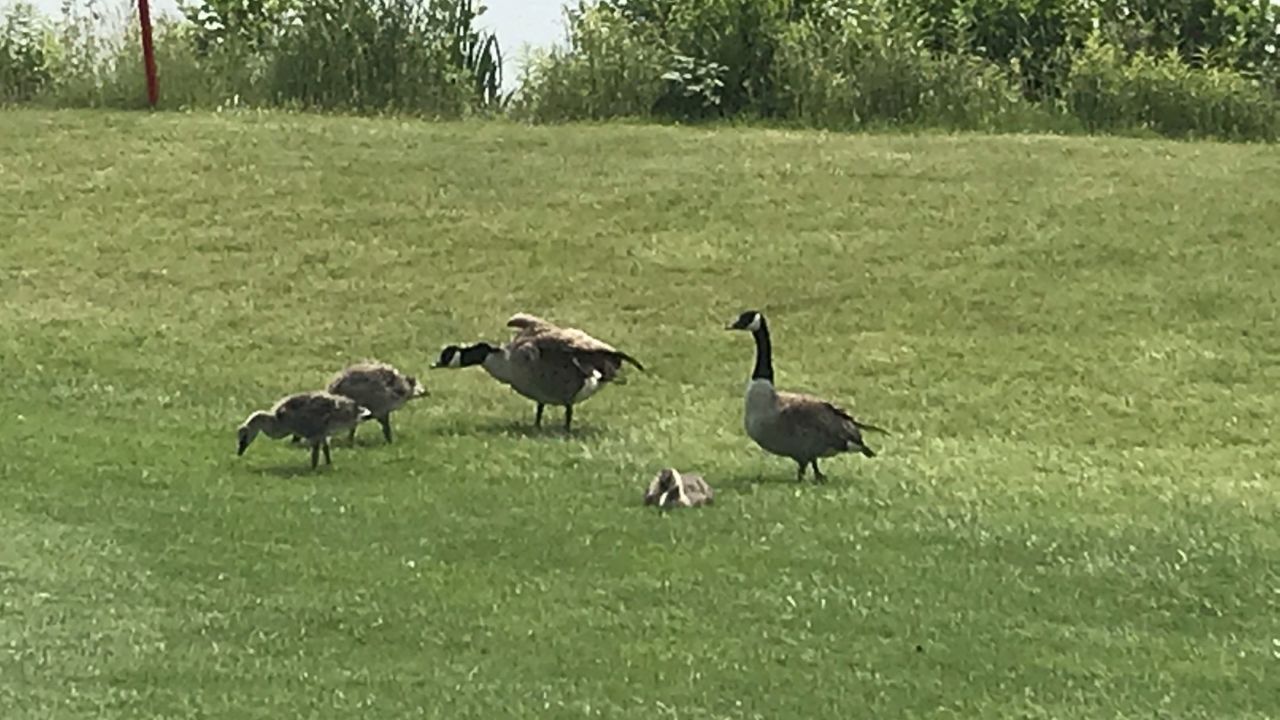 Golf & More Duisburg