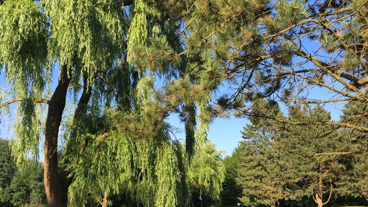 GC Hamburg Walddörfer