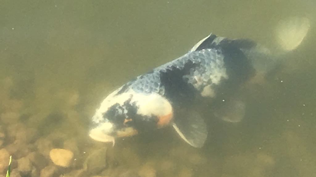 GC Hamburg Oberalster