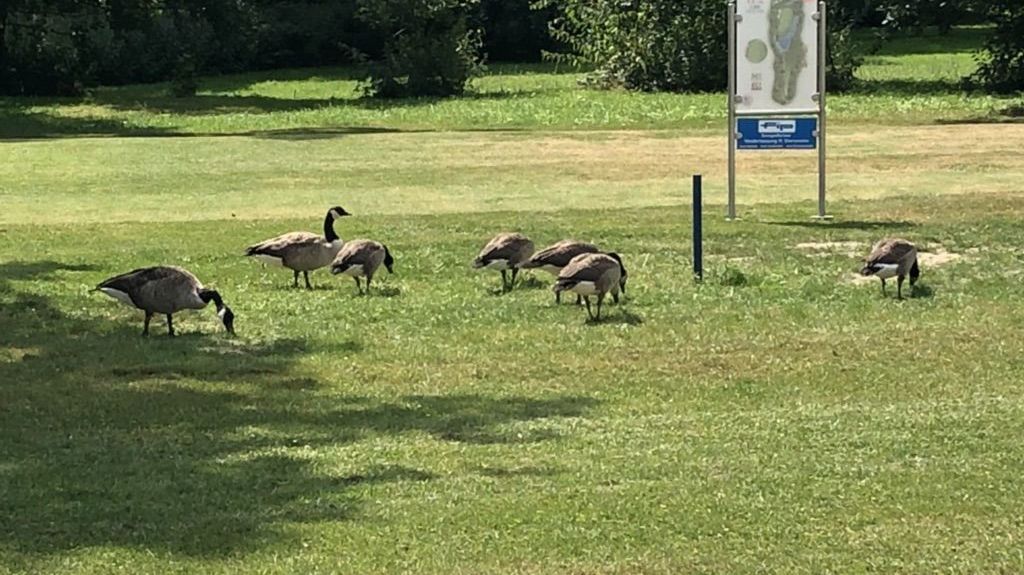 GC Tecklenburger Land