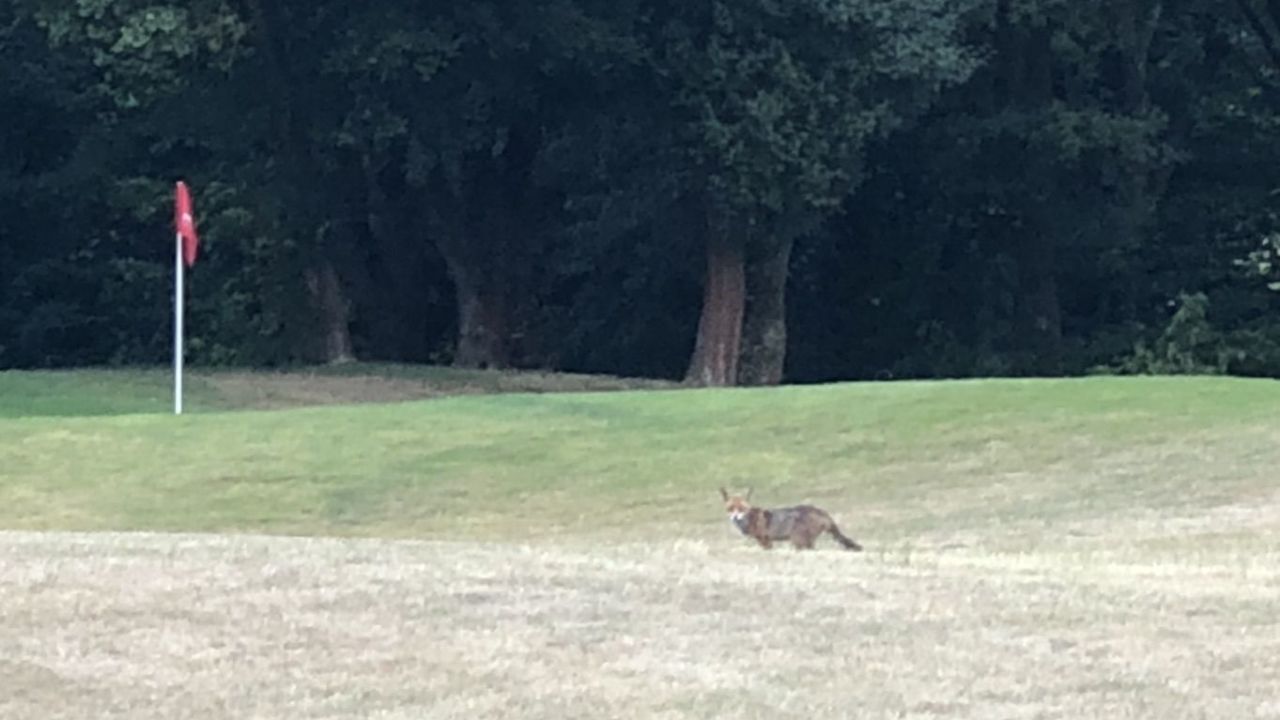 GolfResort Hardenberg
