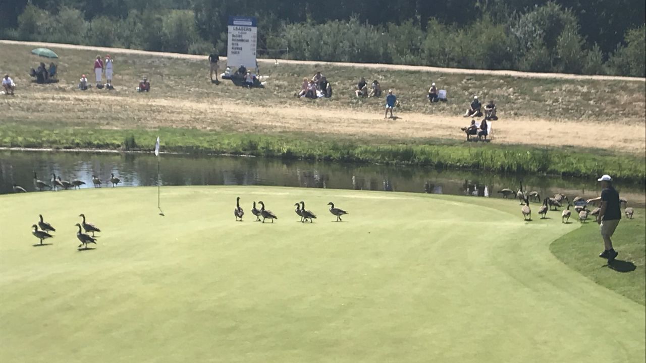 Green Eagle Golf Courses