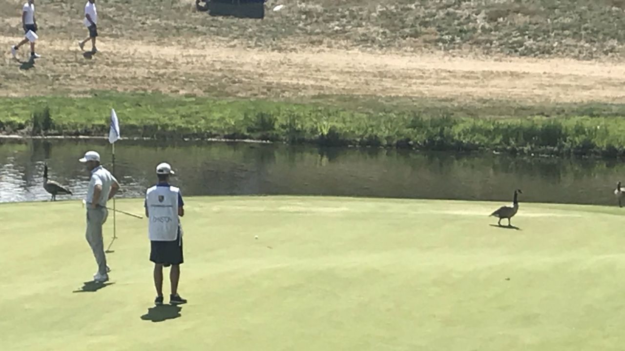 Green Eagle Golf Courses