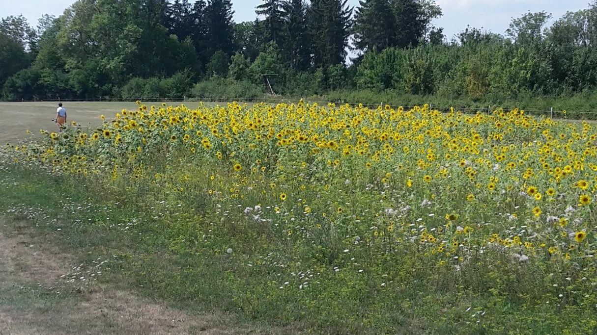 GC Steisslingen am Bodensee