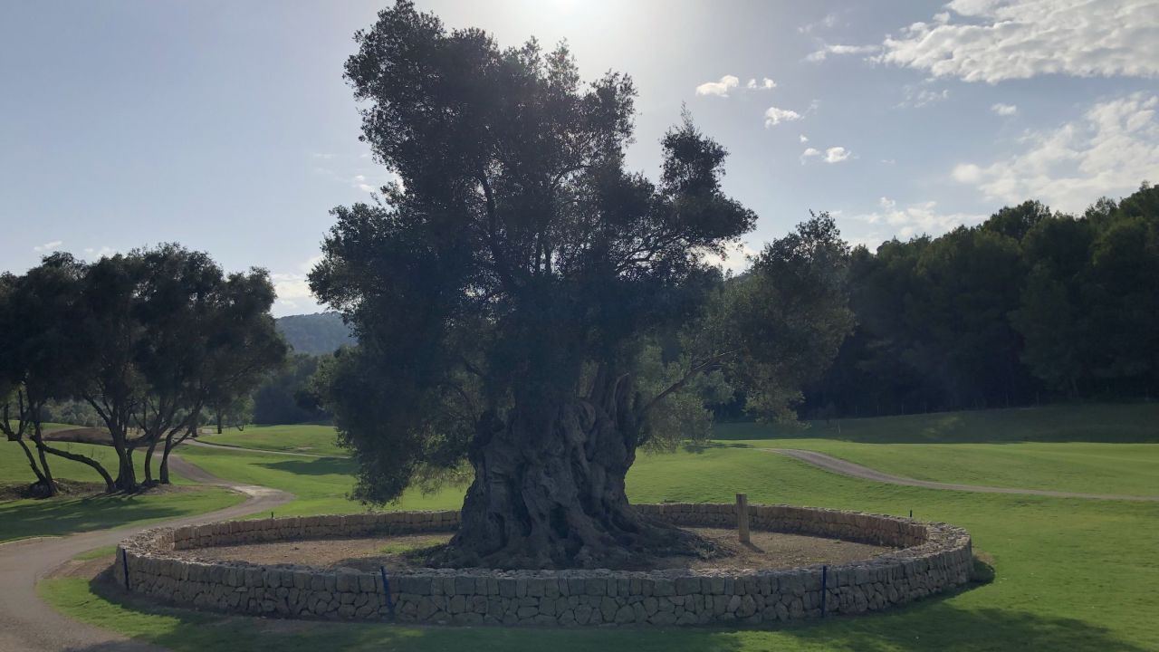 Arabella Golf Son Muntaner