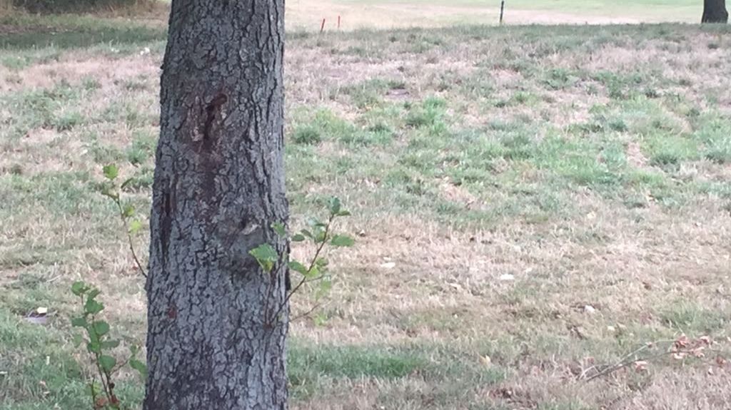 Achimer Golfclub e.V.