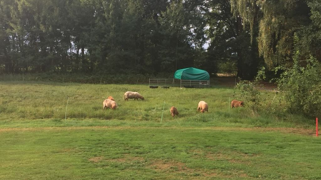 Achimer Golfclub e.V.