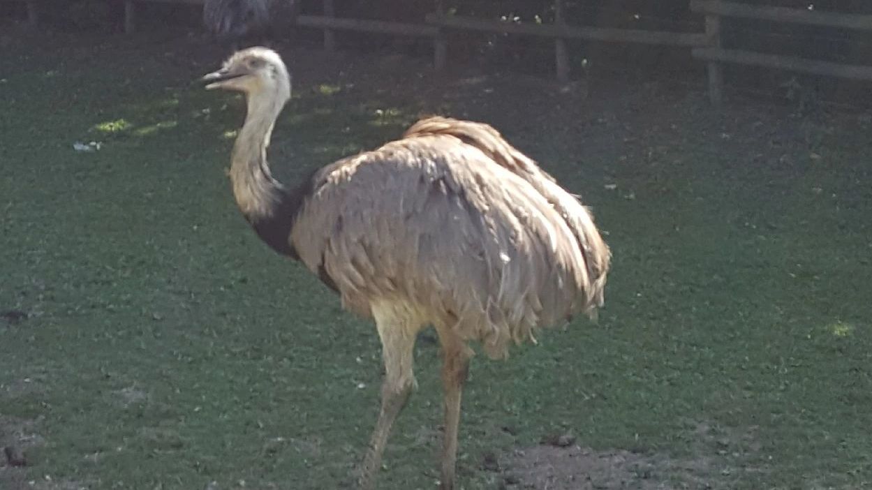 GC Mönchengladbach-Wanlo