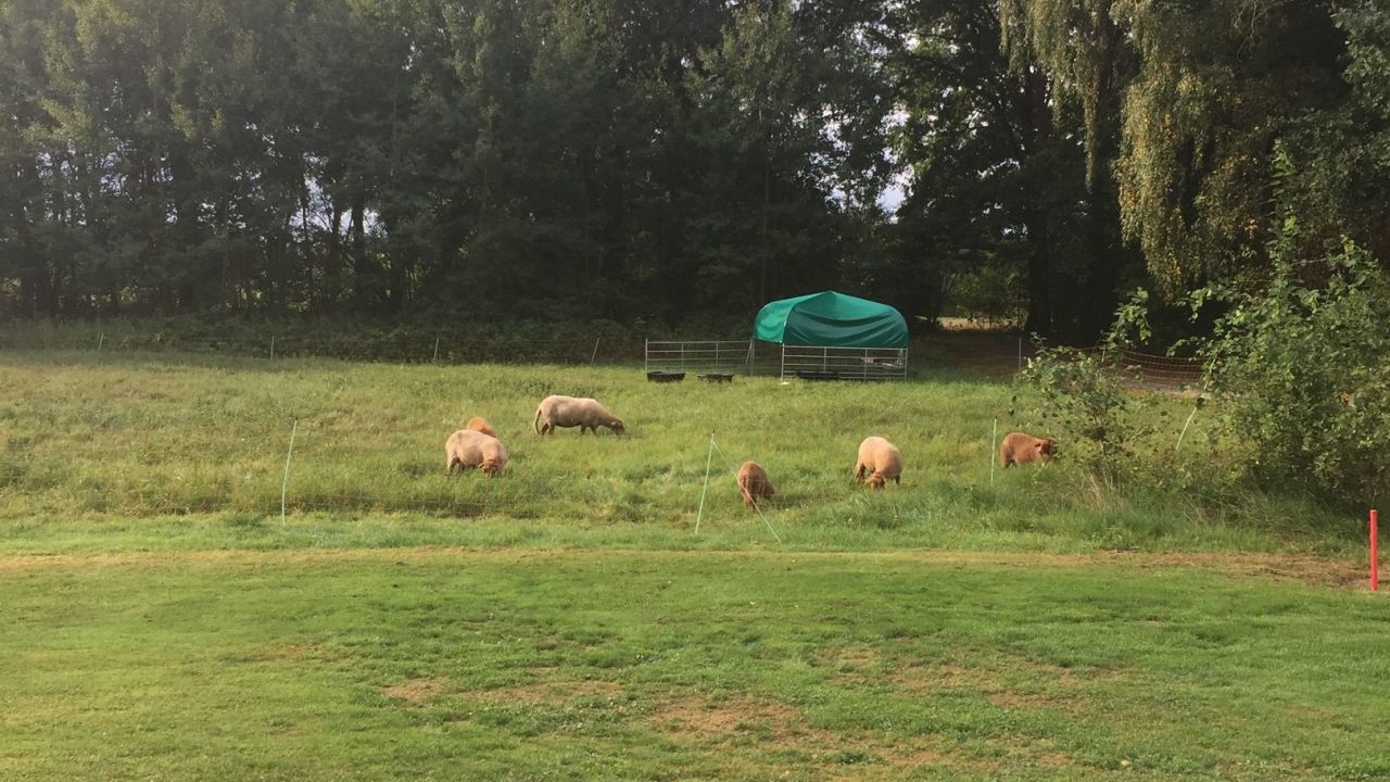 Achimer Golfclub e.V.