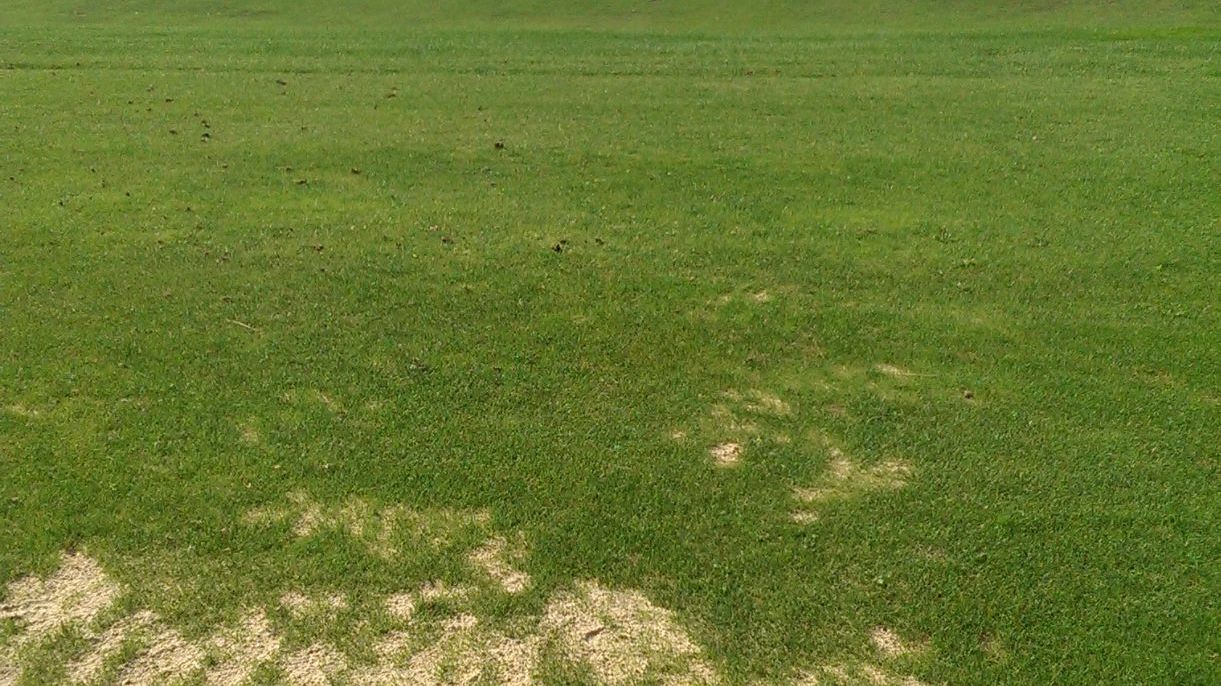 Dresdner GC Tharandter Wald