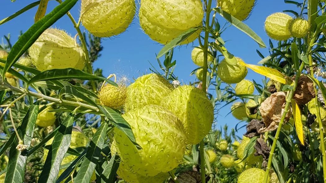 Fairplay Golf Course