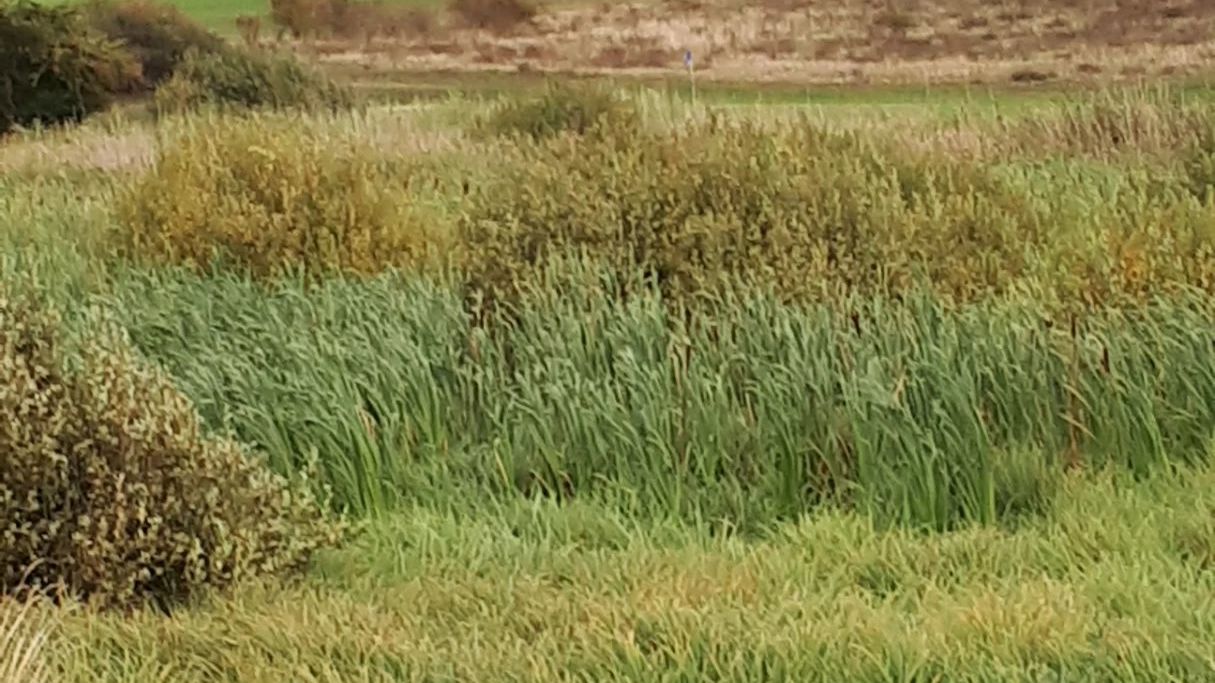 GC Balmer See-Insel Usedom