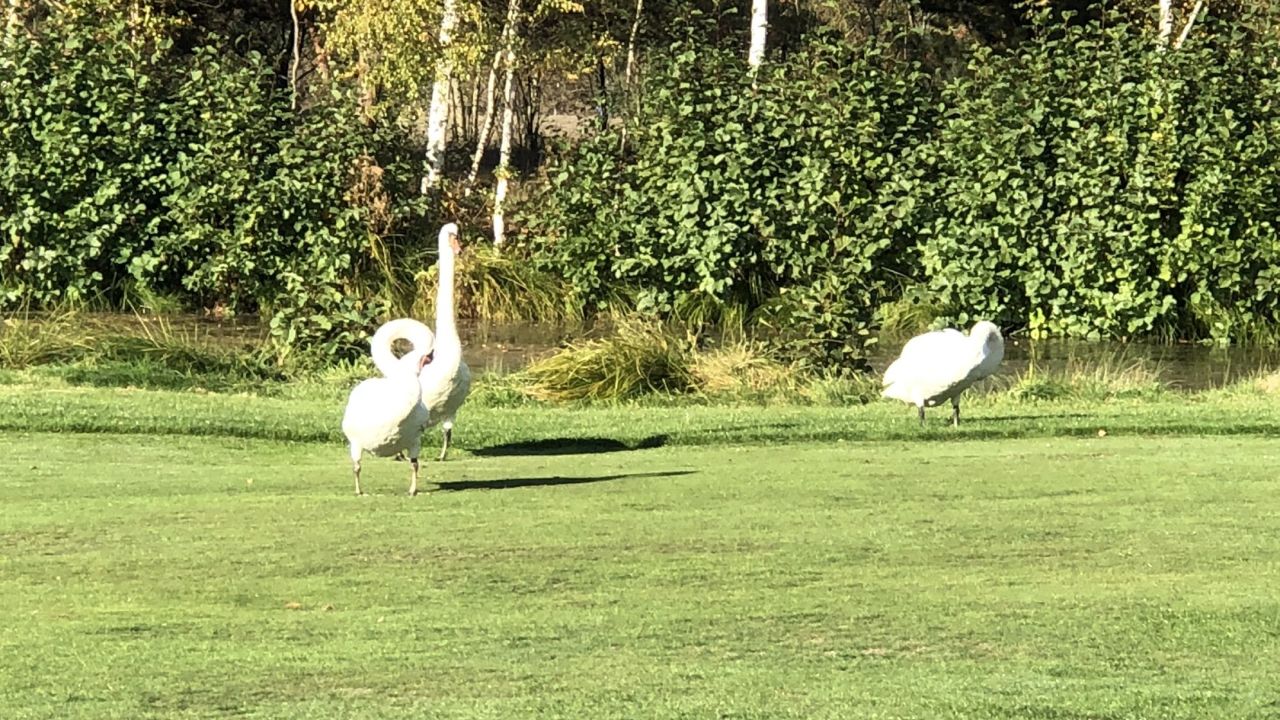 1. Bremer Cross Golf Club n.e.V.