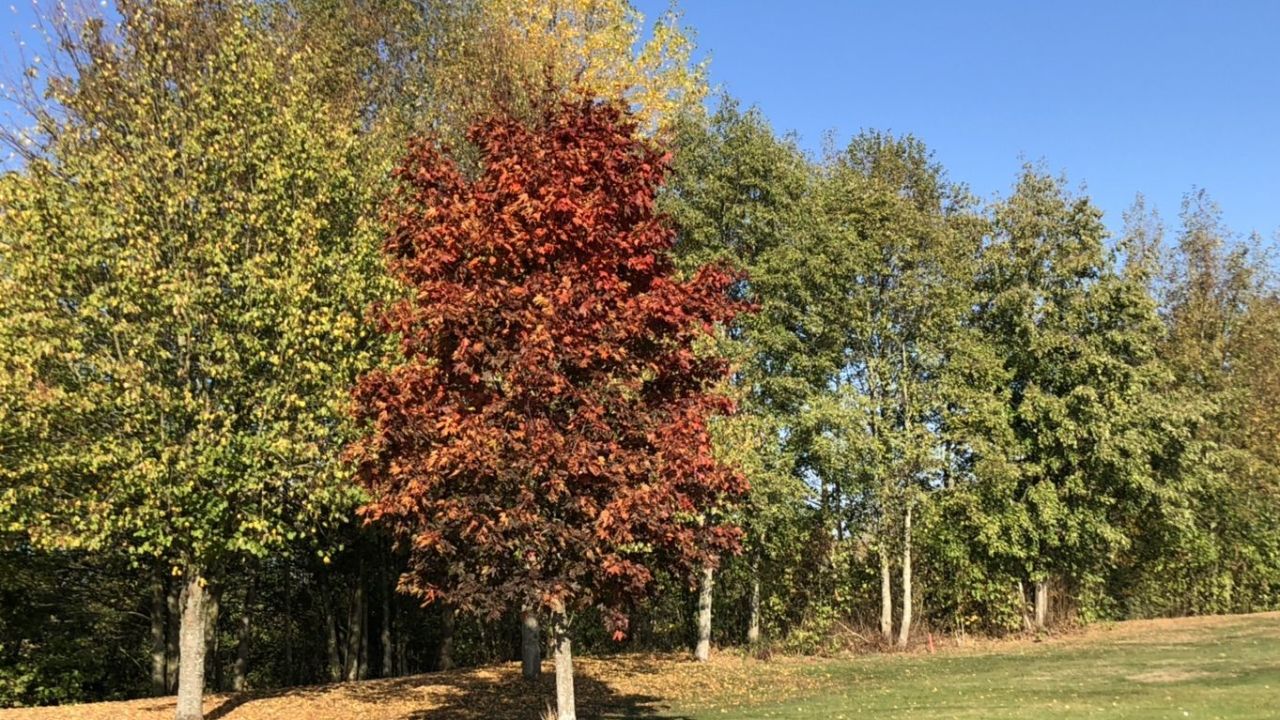 GC Main-Spessart-Eichenfürst