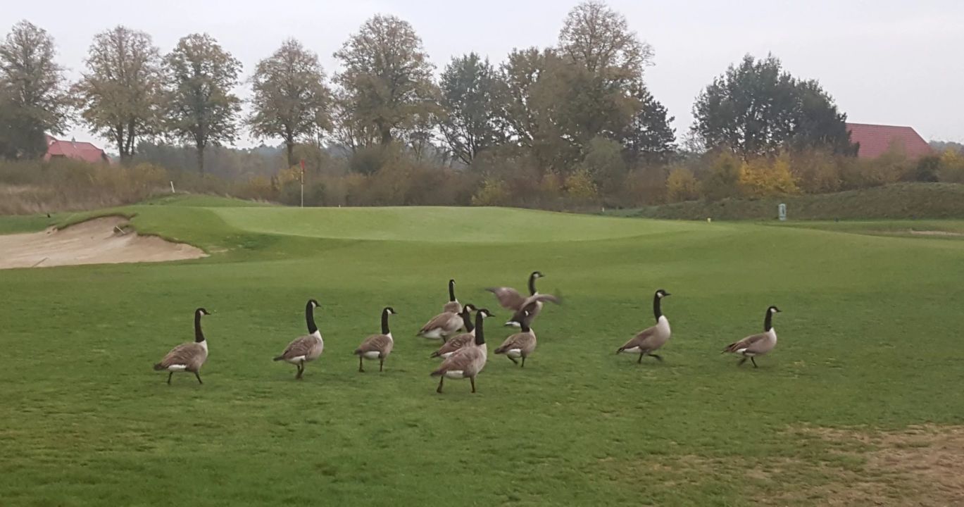 GC Gut Hahues zu Telgte