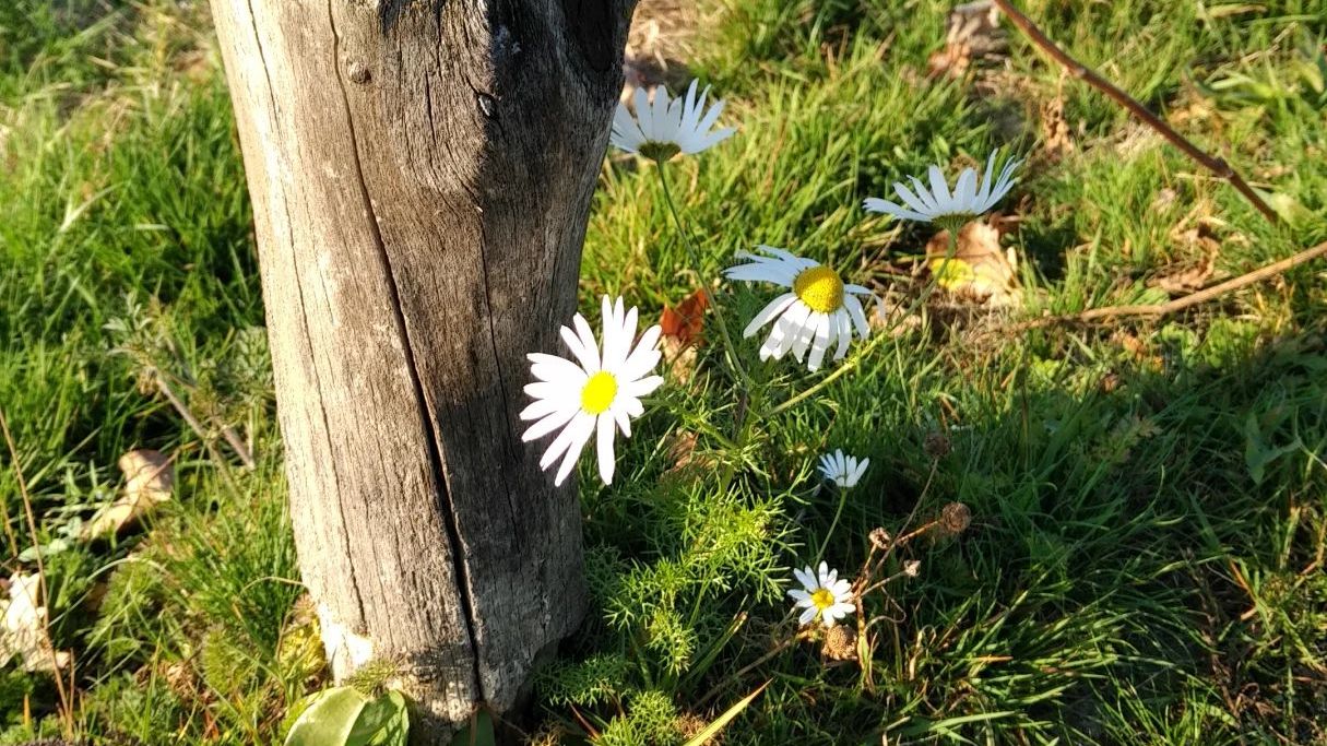 Golf Club Bad Saarow